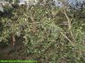 Plantacja