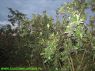 Plantacja