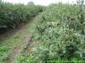 Plantacja
