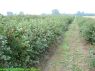 Plantacja