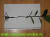 sadzonki aronii